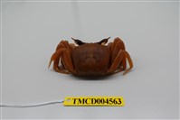 藏品(角眼沙蟹)的圖片